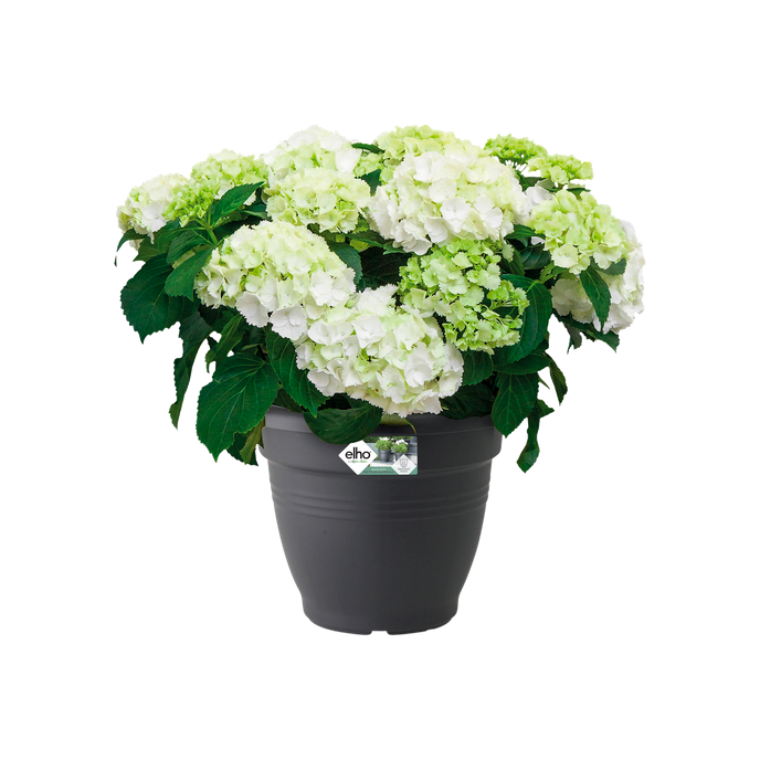 green basics campana 50cm living black